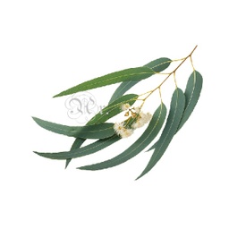 [0931623] Esencia 20 Ml. Eucalipto